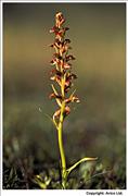 Frog Orchid - 1